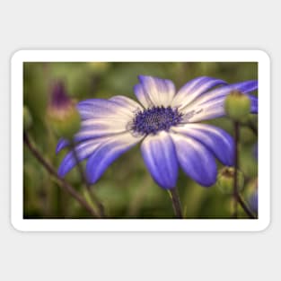 HDR Senetti #3 Sticker